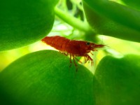 /album/fotogalerij/red-sakura-blad-jpg/